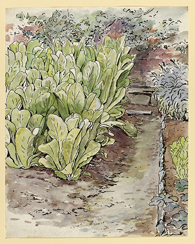 Lettuce Watercolor